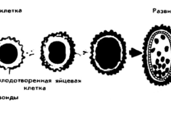 Solaris даркнет